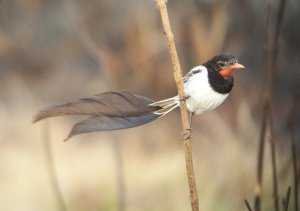 Strange-tailed Tyrant