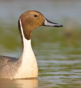 Northern Pintail