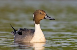 Northern Pintail