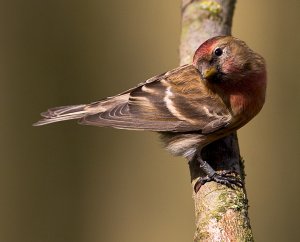 lesser redpolll