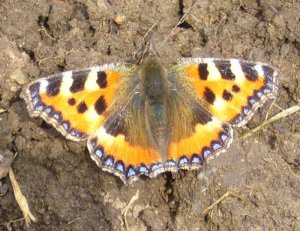 Small Tortoiseshell Butterflies