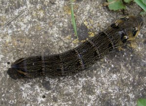 Elephant Hawk Moth Caterpillar.