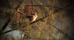 Evening Prinia