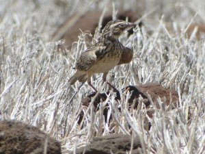 Somali Short-toed Lark