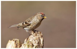 Lesser Redpoll