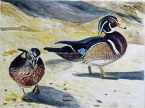 First Wood Ducks of 2011 - watercolor