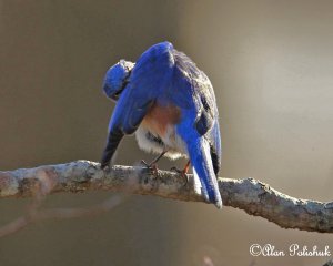 Bluebird__Sialia sialis