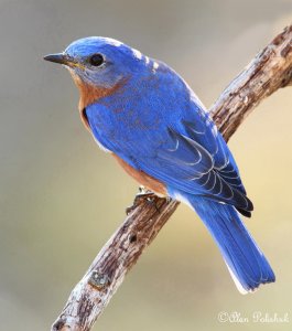 Bluebird__Sialia sialis