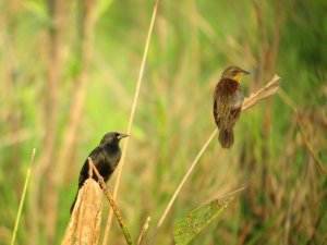 Unicolored Blackbird