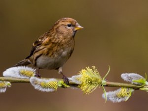 lesser redpolll