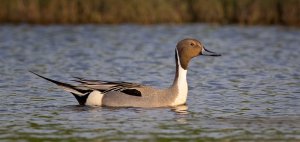 Northern Pintail