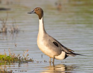 Northern Pintail