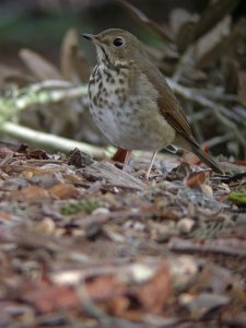 Hermit Thrush