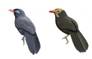 Black Laughingthrush and Bare-headed Laughingthrush