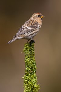 lesser redpolll