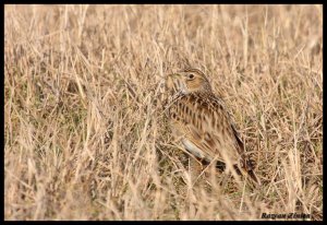 Skylark