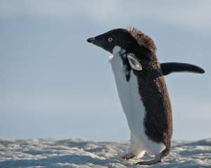 Adelie penguin