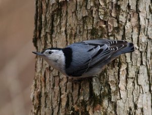 White-Breasted Nuthatch