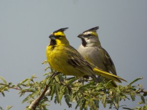 Yellow Cardinal