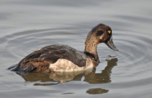 Female scaup