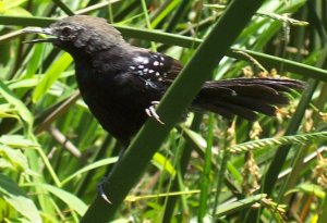 Stymphalornis species novum