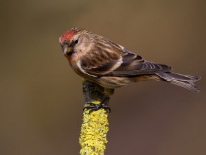 lesser redpolll