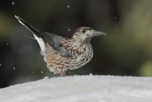 Nutcracker and snow