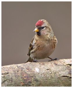 Lesser Redpoll