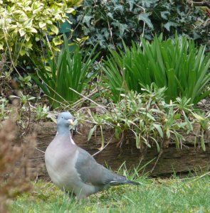 Wood Pigeon