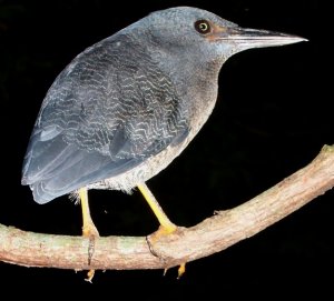 Zigzag Heron