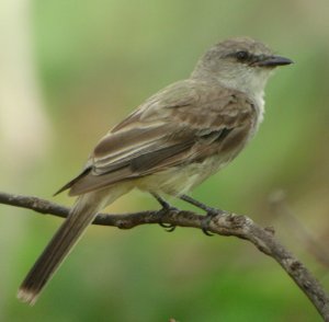 Chapada Flycatcher