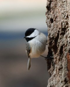 Carolina Chickadee