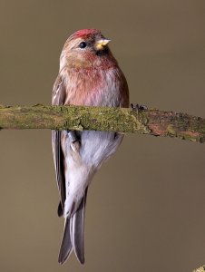 lesser redpolll