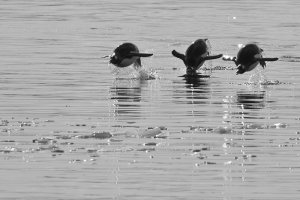 Porpoising penguins