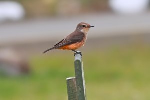 Vermillion Flycatcher (female)