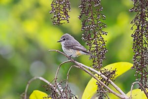 Vermillion Flycatcher (juvenile)