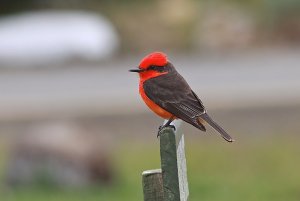 Vermillion Flycatcher (male)