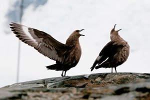 Brown skuas