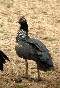 Horned Screamer