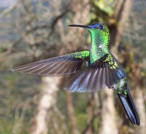 Violet-capped Woodnymph