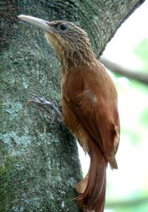 Buff-throated Woodcreeper