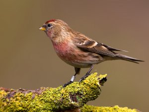 lesser redpoll