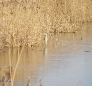 Eurasian Bittern