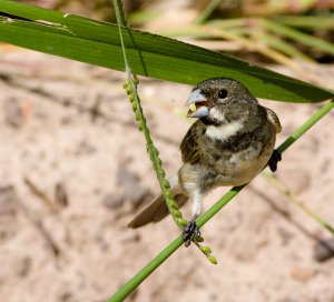 Double-collared Seedeater