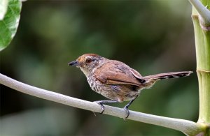 Rufous-capped Antshrik