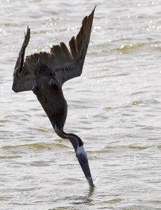 Pelican dive