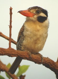 White-eared Puffbird