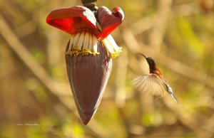 Sunbird in Assagao, Goa.  Can anyone identify please?