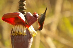 Sunbird in Assagao, Goa.  Can anyone identify please?