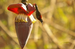 Sunbird in Assagao, Goa.  Can anyone identify please?